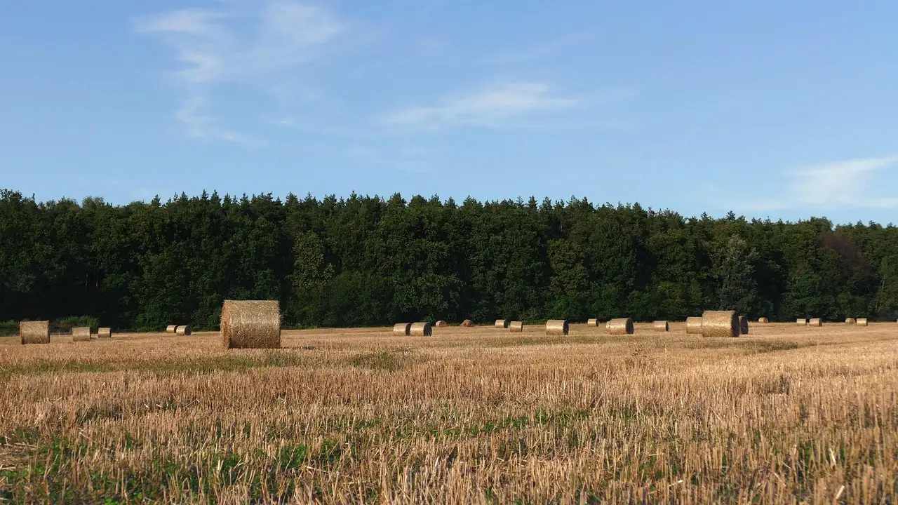 Bloemkoolrijst met kip en groenten