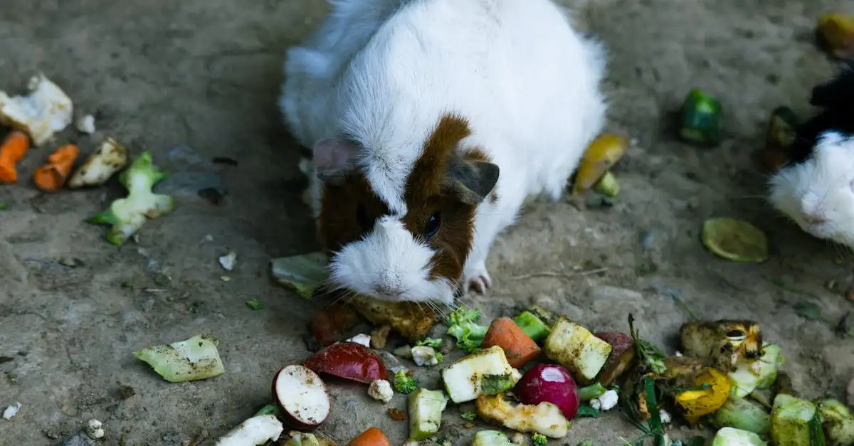 Cavia groenten