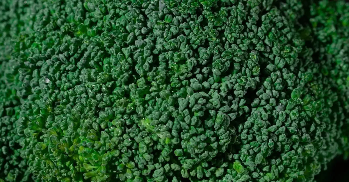 Gezonde broccoli: Tips voor de lekkerste bereiding