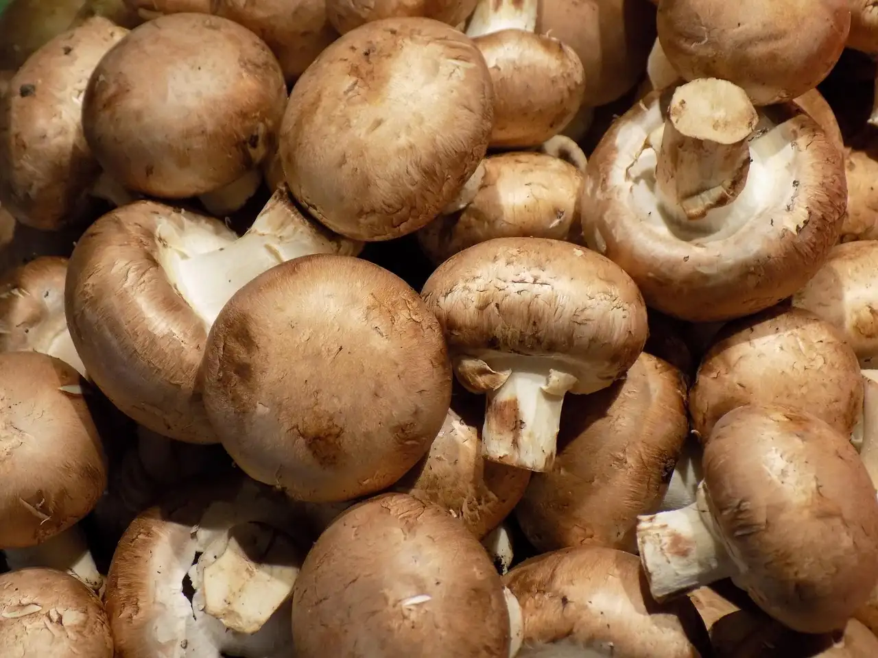 Groenten champignons kopen en bereiden voor de lekkerste