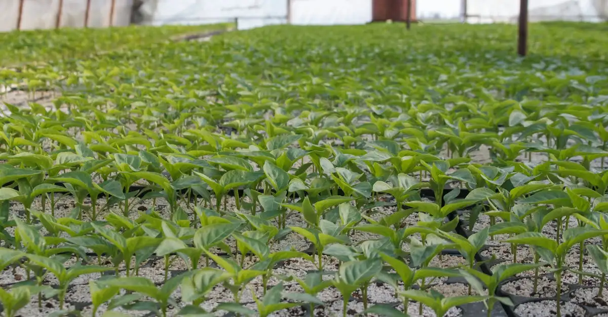 Groenten stekjes kopen voor je moestuin of balkon