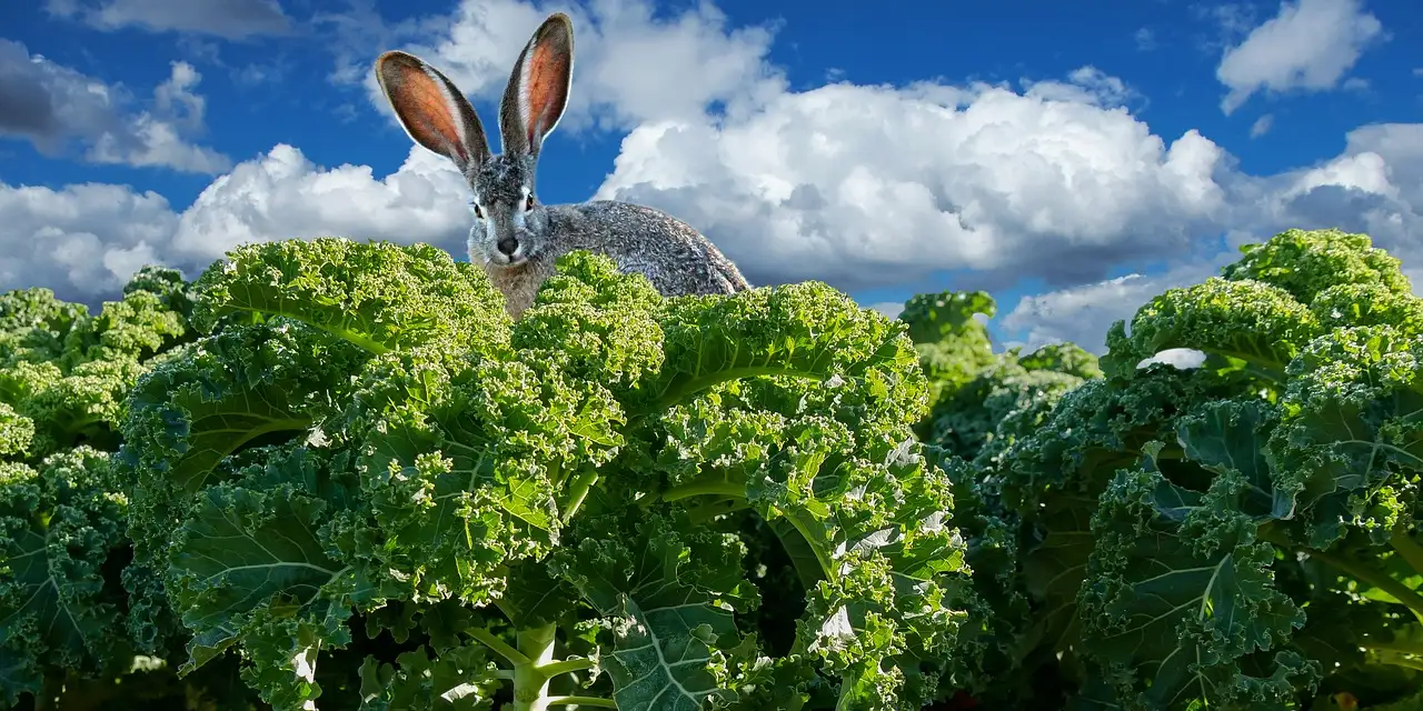 Wat mogen konijnen eten van groenten en fruit