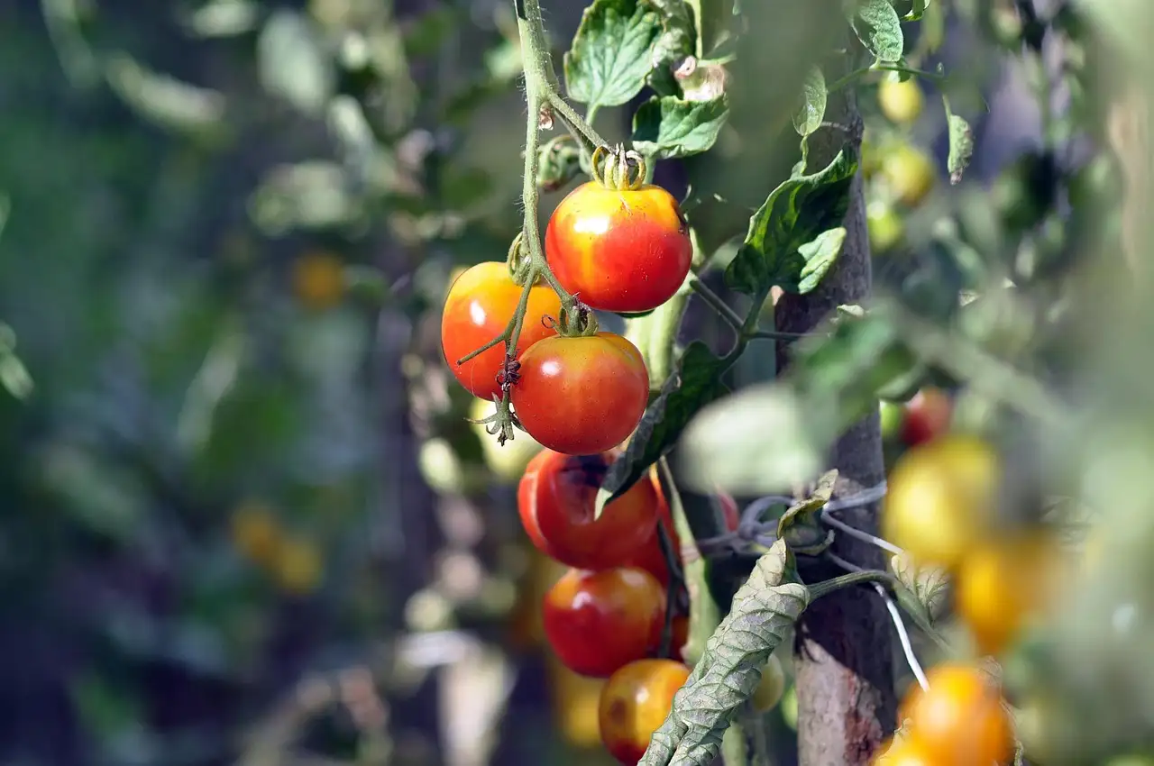 Makkelijke groenten moestuin