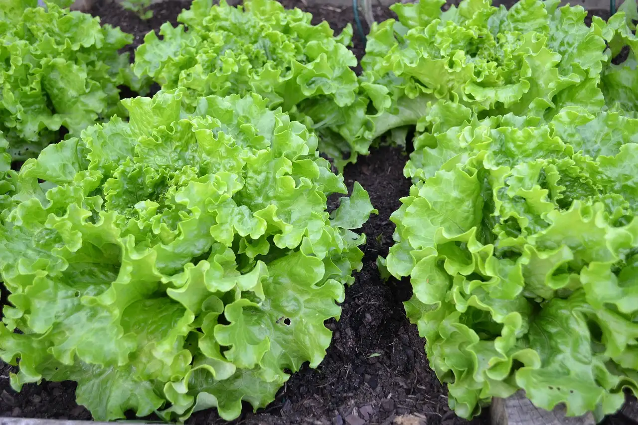 De makkelijkste moestuin groenten voor een succesvolle oogst.