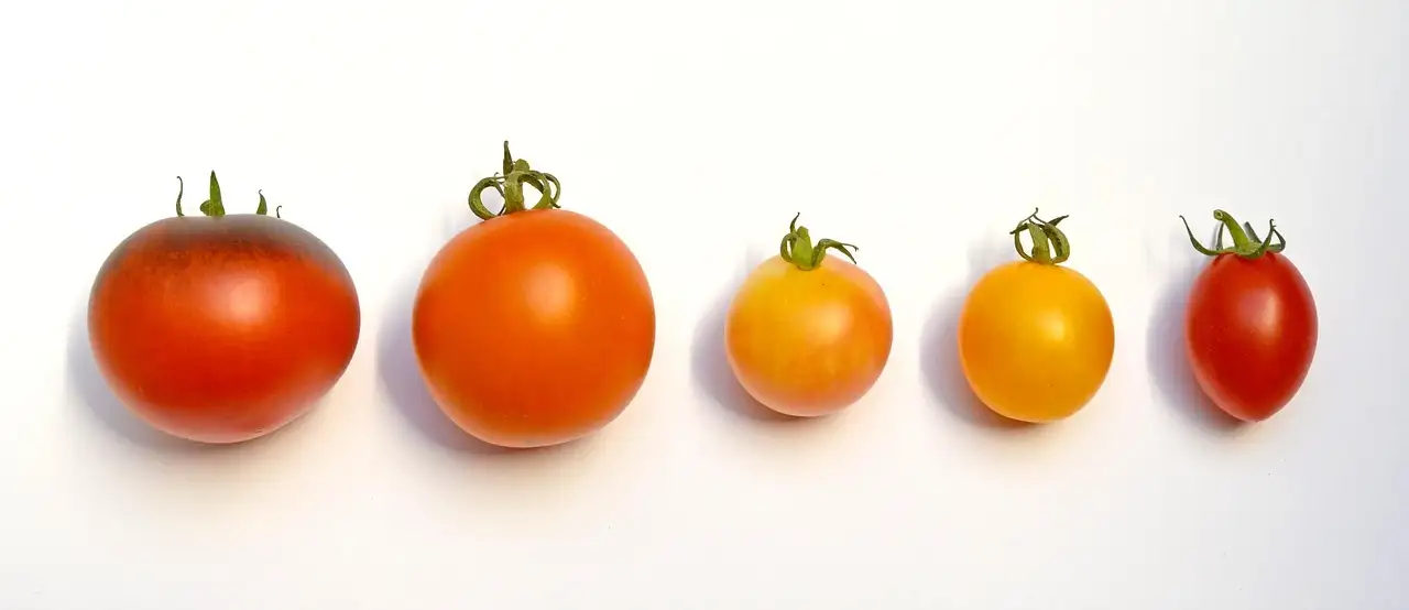 Nachtschade groenten eczeem